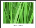 新会水务摄影协会会员作品欣赏(30)_在线影展的作品