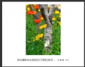 “春游百万葵园”摄影作品欣赏(24)_在线影展的作品
