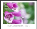 “春游百万葵园”摄影作品欣赏(25)_在线影展的作品