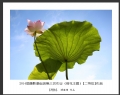 2014届摄影基础班第三次作业（荷花题材）获奖作品欣赏(31)_在线影展的作品