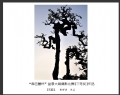“森芭蕾杯”盆景大展摄影比赛获奖作品欣赏(31)_在线影展的作品