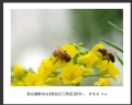 “春游百万葵园”摄影作品欣赏(27)_在线影展的作品
