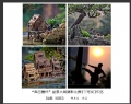 “森芭蕾杯”盆景大展摄影比赛获奖作品欣赏(33)_在线影展的作品