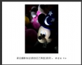 “春游百万葵园”摄影作品欣赏(28)_在线影展的作品