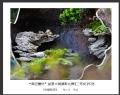 “森芭蕾杯”盆景大展摄影比赛获奖作品欣赏(34)_在线影展的作品