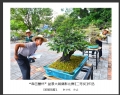 “森芭蕾杯”盆景大展摄影比赛获奖作品欣赏(35)_在线影展的作品