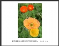 “春游百万葵园”摄影作品欣赏(31)_在线影展的作品