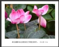 “春游百万葵园”摄影作品欣赏(32)_在线影展的作品