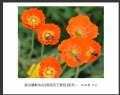 “春游百万葵园”摄影作品欣赏(33)_在线影展的作品