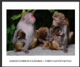 岑锡斌获中国摄影家杂志海南猴岛十杰摄影作品欣赏(3)_在线影展的作品