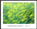 “春游百万葵园”摄影作品欣赏(60)_在线影展的作品