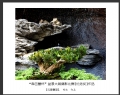 “森芭蕾杯”盆景大展摄影比赛获奖作品欣赏(3)_在线影展的作品