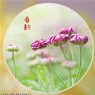 李卓华《菊韵》摄影作品欣赏(3)_在线影展的作品