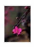 莫钧洵《上坪桃花流溪紫罗兰》摄影作品欣赏(3)_在线影展的作品