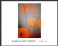 “春游百万葵园”摄影作品欣赏(65)_在线影展的作品