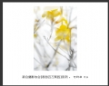 “春游百万葵园”摄影作品欣赏(66)_在线影展的作品