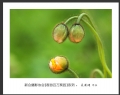 “春游百万葵园”摄影作品欣赏(50)_在线影展的作品