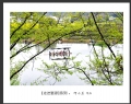 新会摄影协会“走进婺源”摄影作品欣赏(47)_在线影展的作品