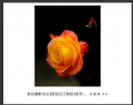 “春游百万葵园”摄影作品欣赏(51)_在线影展的作品