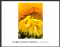 “春游百万葵园”摄影作品欣赏(20)_在线影展的作品