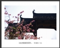新会摄影协会“走进婺源”摄影作品欣赏(51)_在线影展的作品