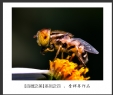 会城摄影协会“百微之美”微距作品欣赏(4)_在线影展的作品