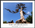 “森芭蕾杯”盆景大展摄影比赛获奖作品欣赏(4)_在线影展的作品