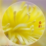 李卓华《菊韵》摄影作品欣赏(4)_在线影展的作品