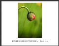 “春游百万葵园”摄影作品欣赏(2)_在线影展的作品