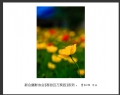 “春游百万葵园”摄影作品欣赏(3)_在线影展的作品