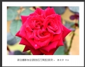 “春游百万葵园”摄影作品欣赏(6)_在线影展的作品