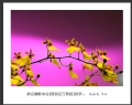 “春游百万葵园”摄影作品欣赏(7)_在线影展的作品