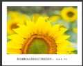 “春游百万葵园”摄影作品欣赏(8)_在线影展的作品