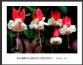 “春游百万葵园”摄影作品欣赏(9)_在线影展的作品