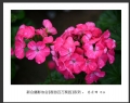 “春游百万葵园”摄影作品欣赏(10)_在线影展的作品