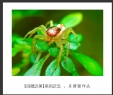 会城摄影协会“百微之美”微距作品欣赏(5)_在线影展的作品