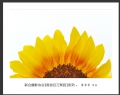 “春游百万葵园”摄影作品欣赏(53)_在线影展的作品