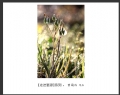 新会摄影协会“走进婺源”摄影作品欣赏(8)_在线影展的作品