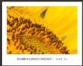 “春游百万葵园”摄影作品欣赏(13)_在线影展的作品
