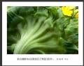 “春游百万葵园”摄影作品欣赏(14)_在线影展的作品