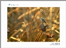 “葵乡”摄影作品展作品欣赏(44)_在线影展的作品