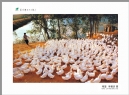 “葵乡”摄影作品展作品欣赏(37)_在线影展的作品