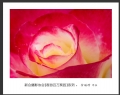 “春游百万葵园”摄影作品欣赏(15)_在线影展的作品