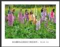“春游百万葵园”摄影作品欣赏(17)_在线影展的作品