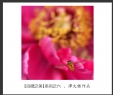 会城摄影协会“百微之美”微距作品欣赏(6)_在线影展的作品