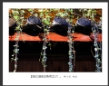 何小兰 作品(10)_何小兰的作品