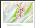 “春游百万葵园”摄影作品欣赏(54)_在线影展的作品