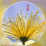 李卓华《菊韵》摄影作品欣赏(6)_在线影展的作品