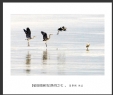 夏章烈“银湖湾候鸟”系列摄影作品欣赏(16)_在线影展的作品
