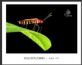 赵国炎“昆虫记”微距摄影作品欣赏(7)_在线影展的作品